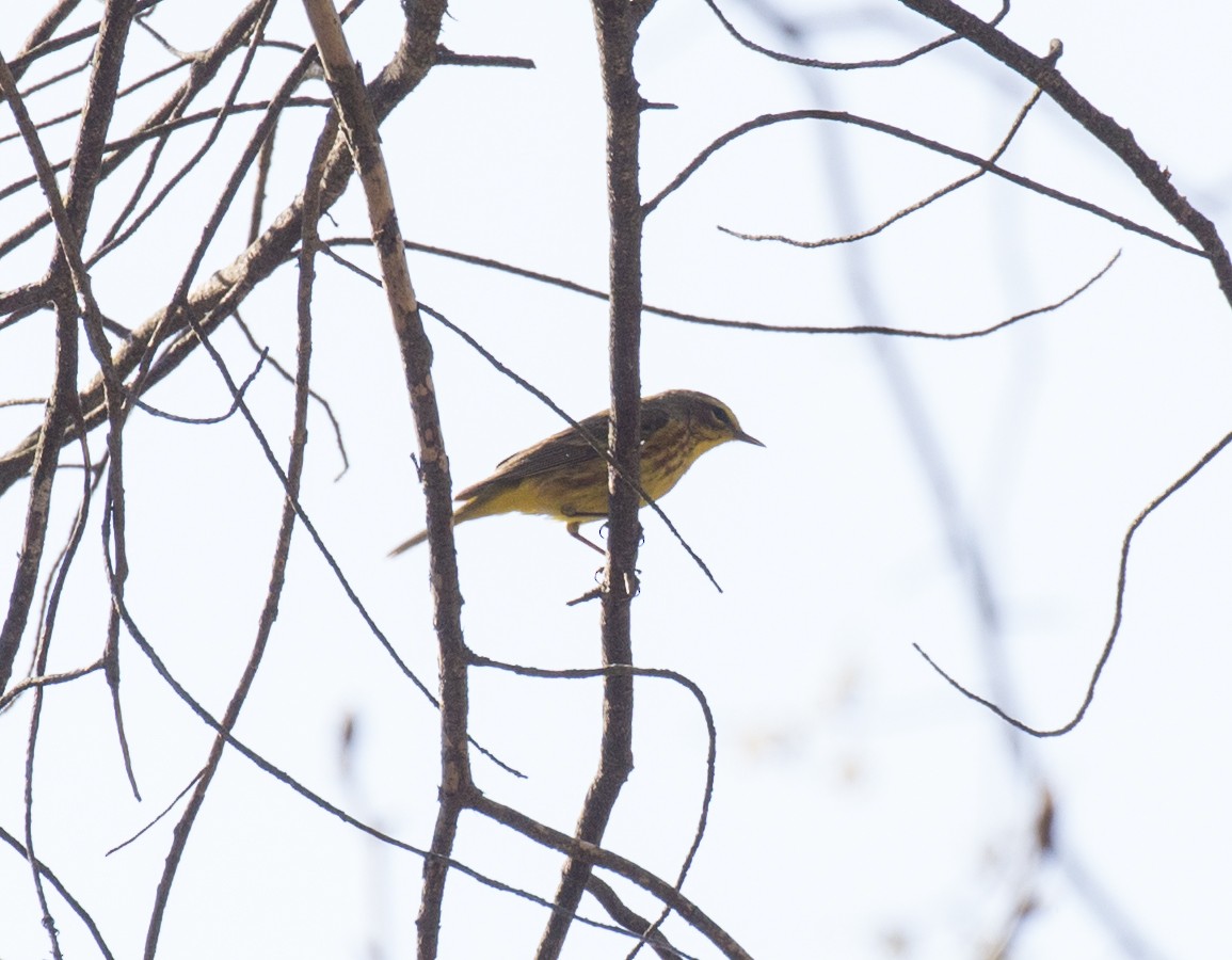 Palm Warbler - ML556219561