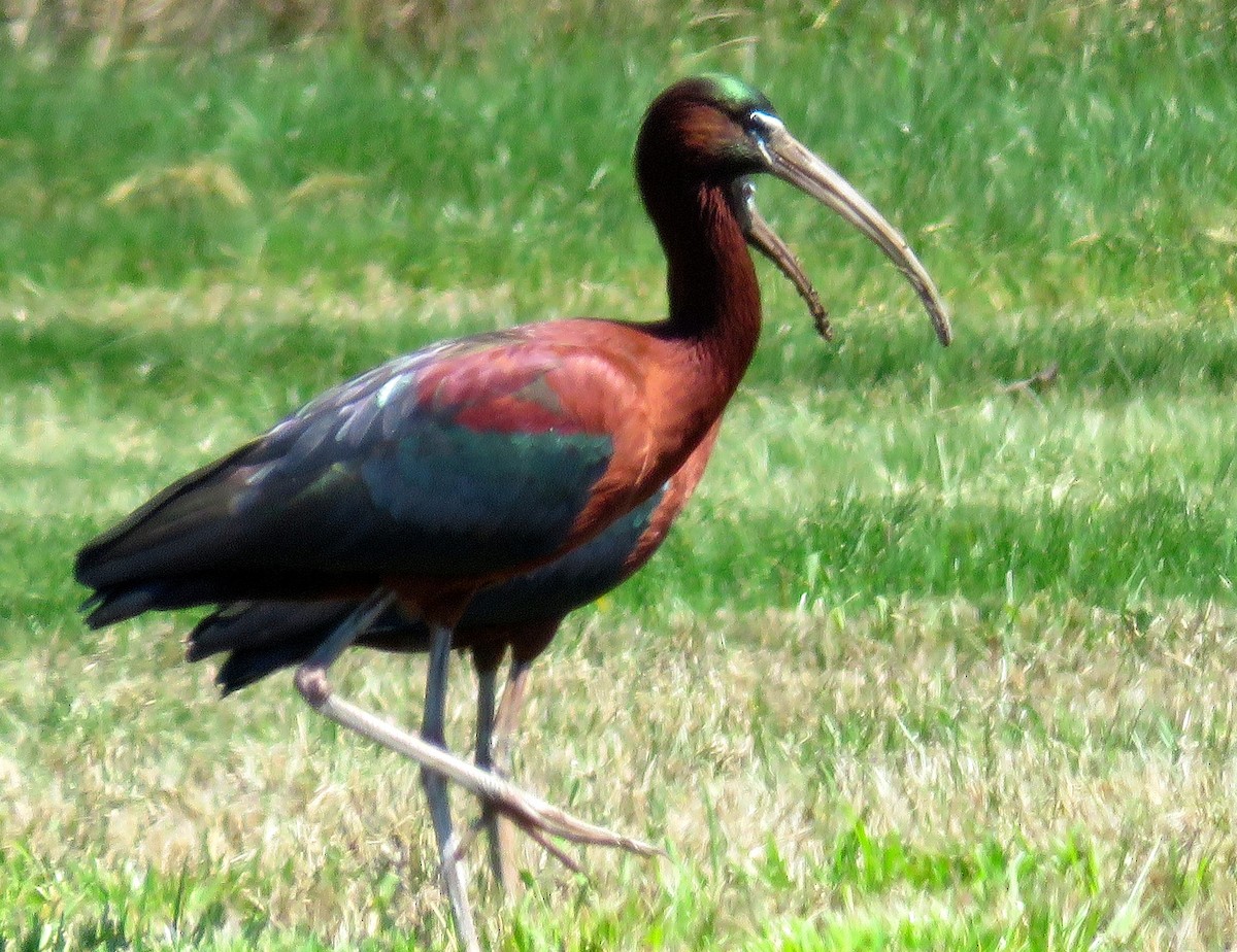 ibis hnědý - ML556219581