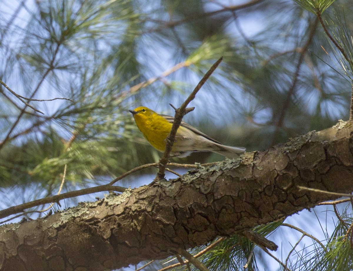 Pine Warbler - ML556219601