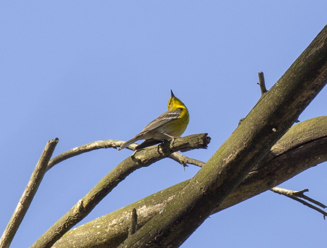 Pine Warbler - ML556219621