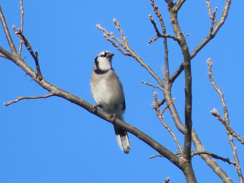 Blue Jay - Tracy The Birder