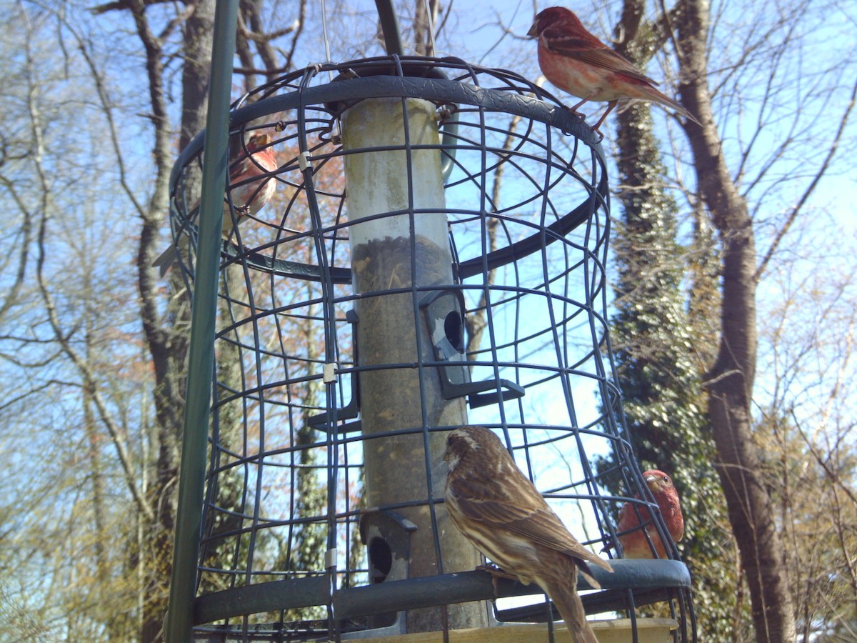 Purple Finch - ML556220751