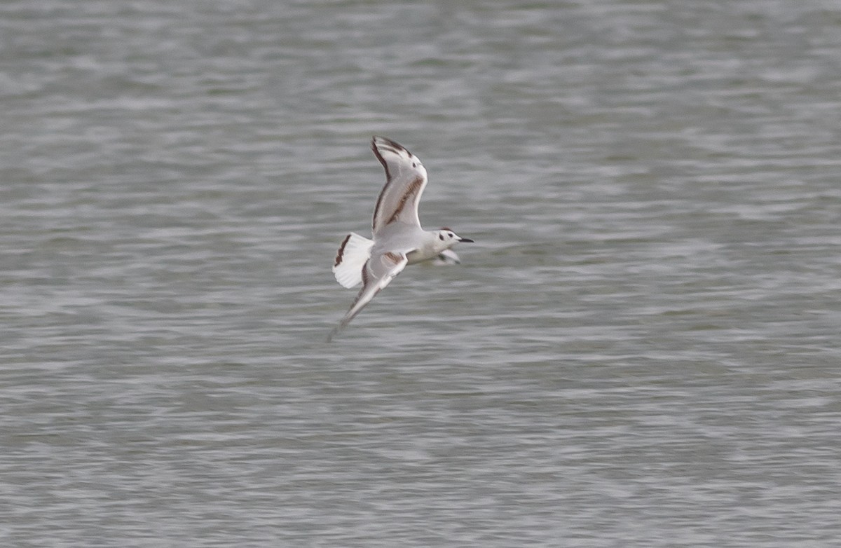 Bonaparte's Gull - ML556221801