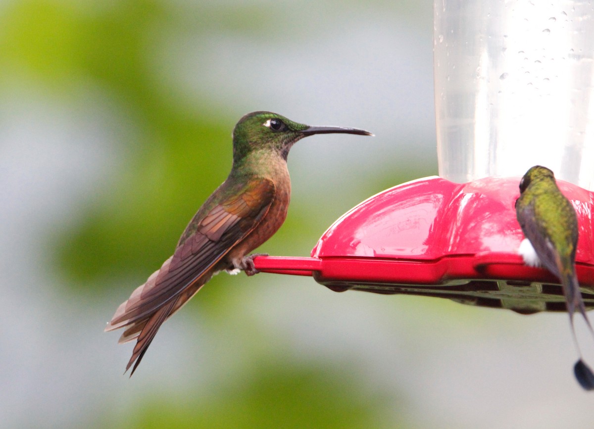kolibřík hnědobřichý - ML55622241