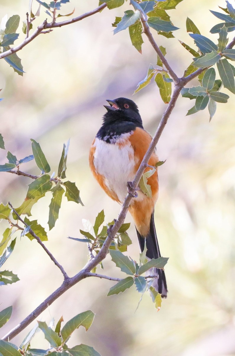 Spotted Towhee - ML556223531