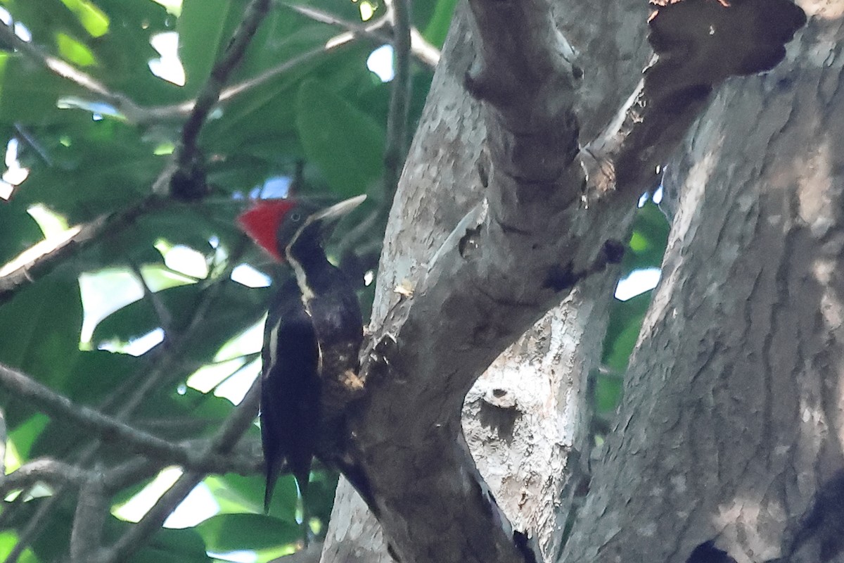 Lineated Woodpecker - ML556224701