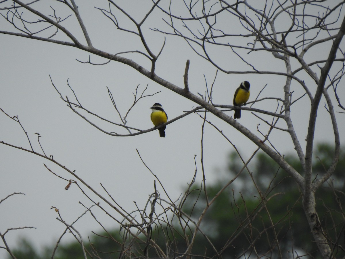 White-bearded Flycatcher - ML556225171