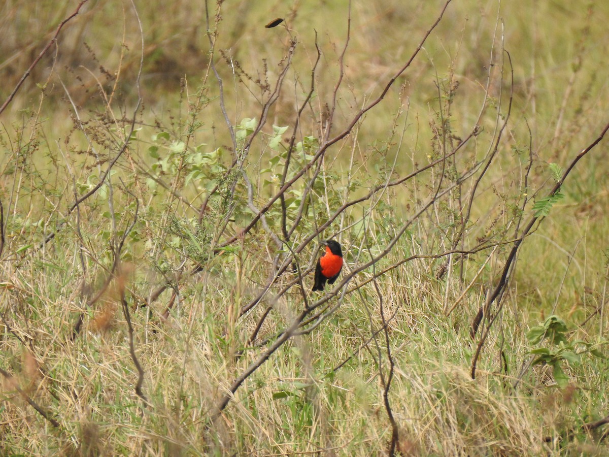 Red-breasted Meadowlark - ML556225201