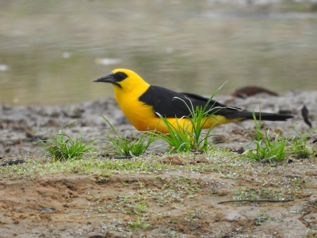 Oriole Blackbird - ML556225321