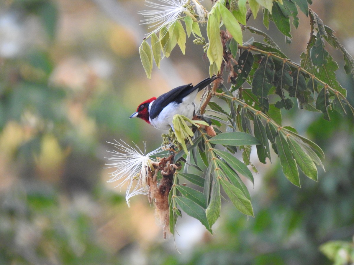 Masked Cardinal - ML556225511