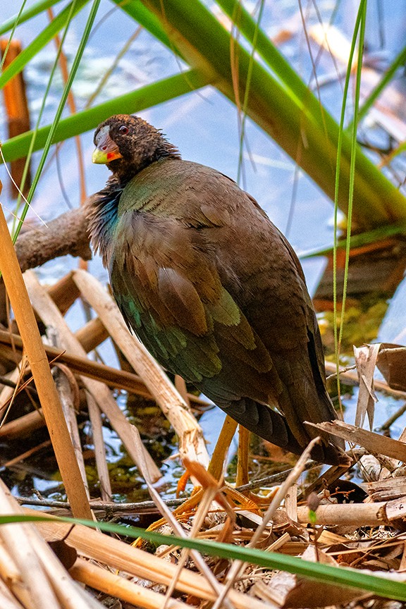 Purple Gallinule - ML556225591