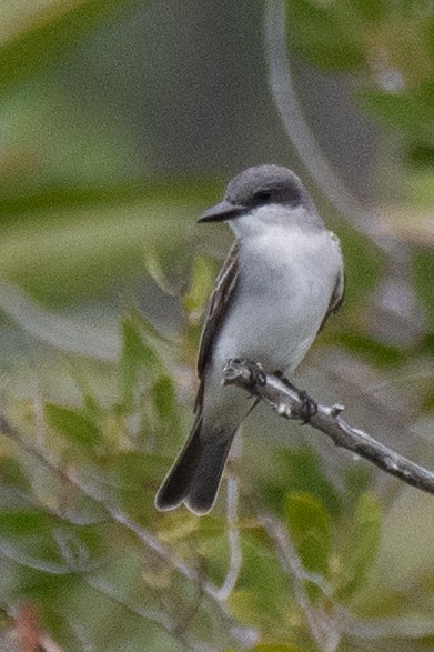 Gray Kingbird - ML556226241