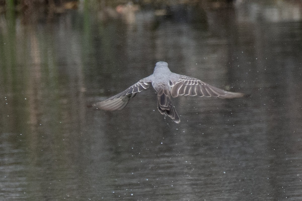 Gray Kingbird - ML556226271