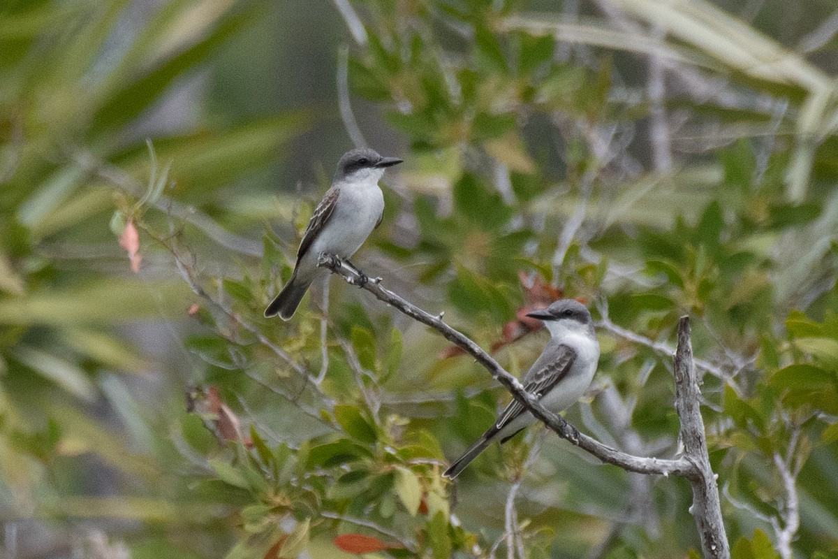 Gray Kingbird - ML556226291