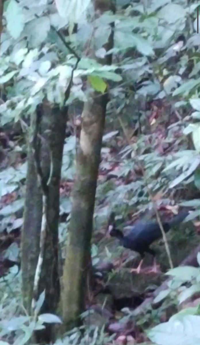 Helmeted Curassow - ML556227141