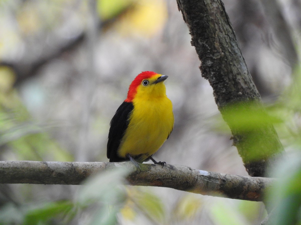 Wire-tailed Manakin - ML556230091