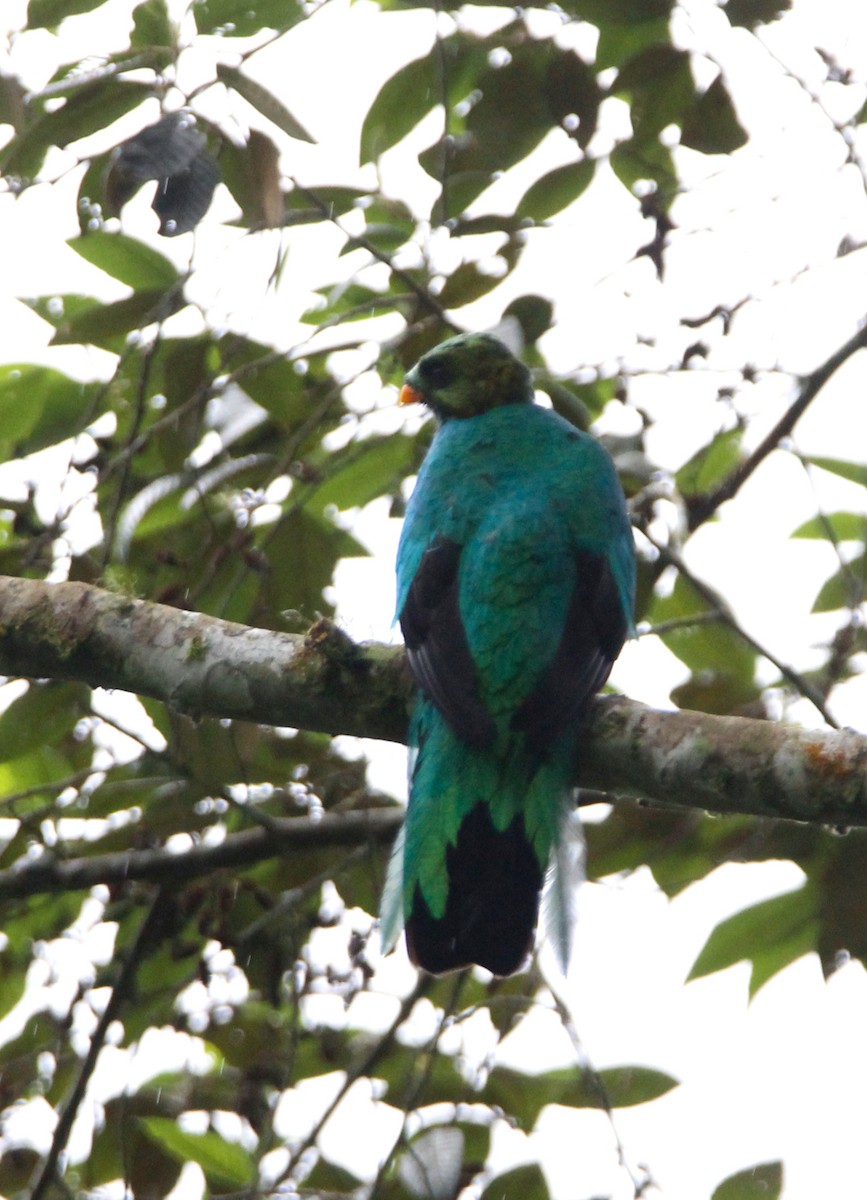 Golden-headed Quetzal - Laura Segala