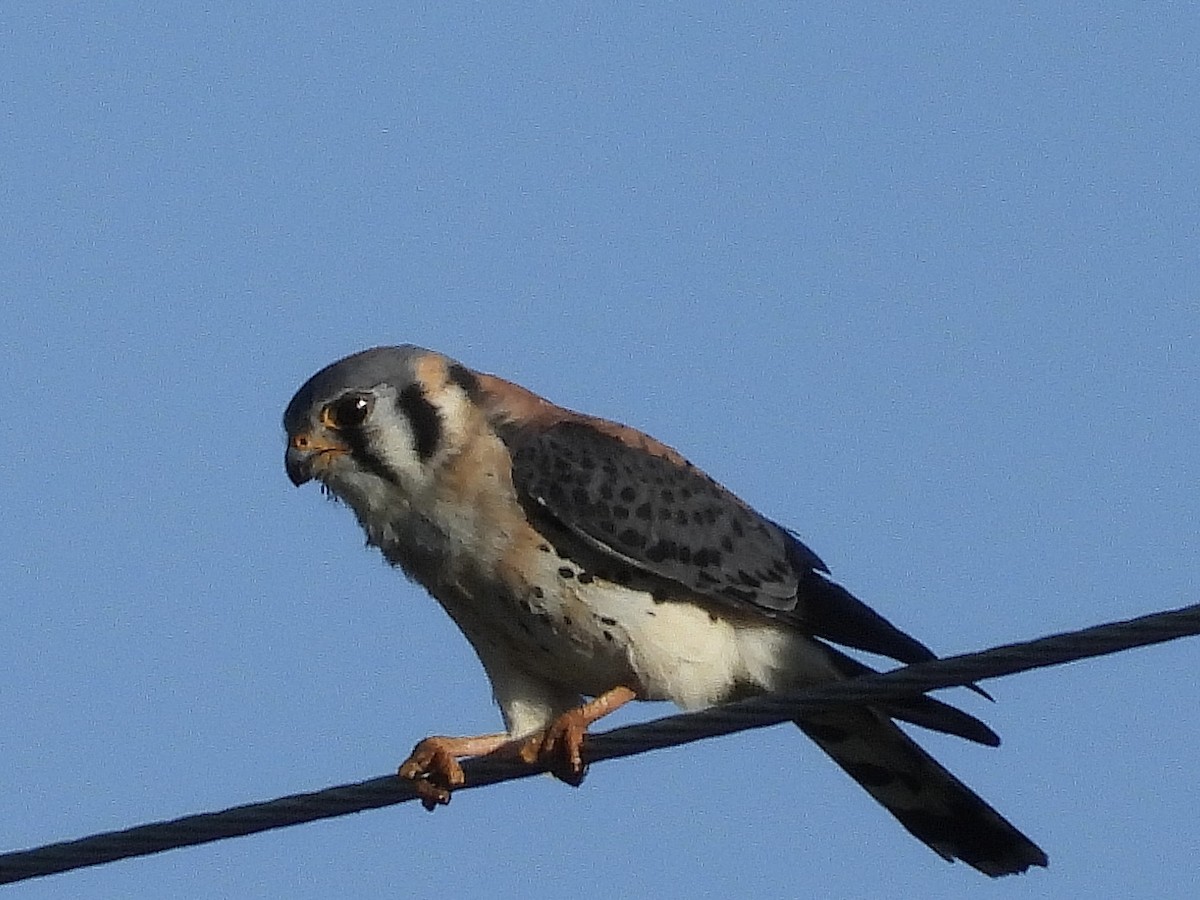 American Kestrel - ML556230561