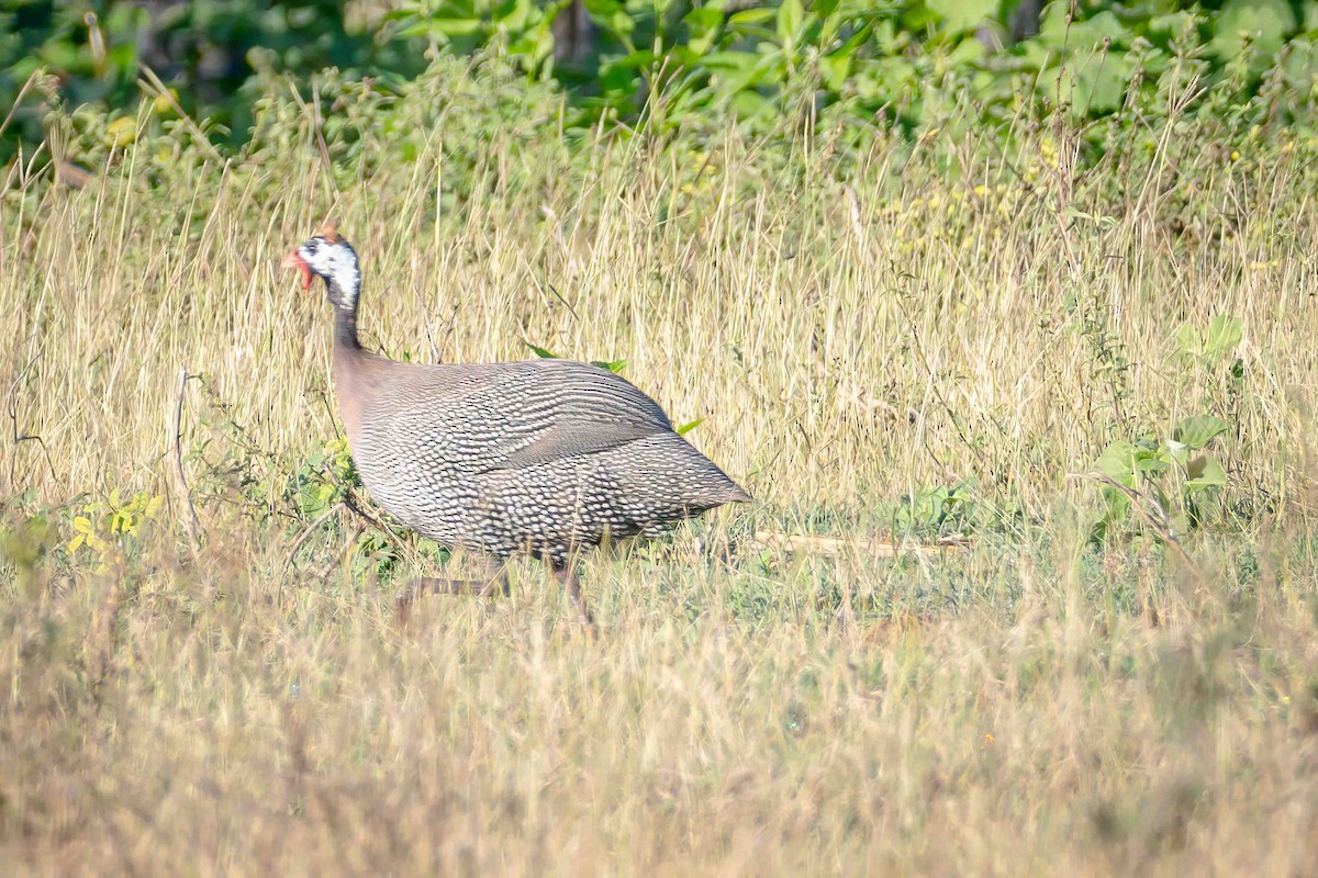 Helmeted Guineafowl - ML556230921