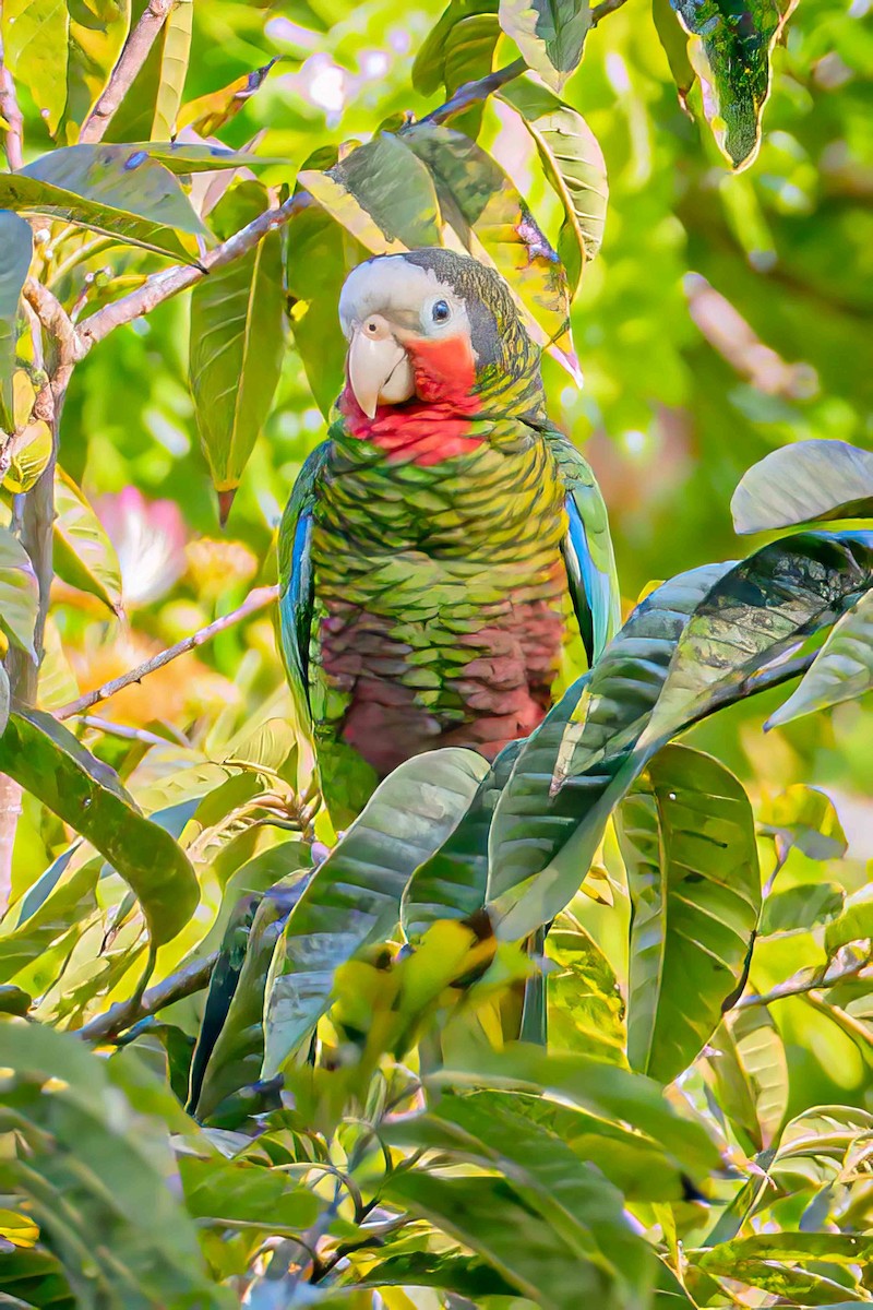 Cuban Parrot - ML556231381