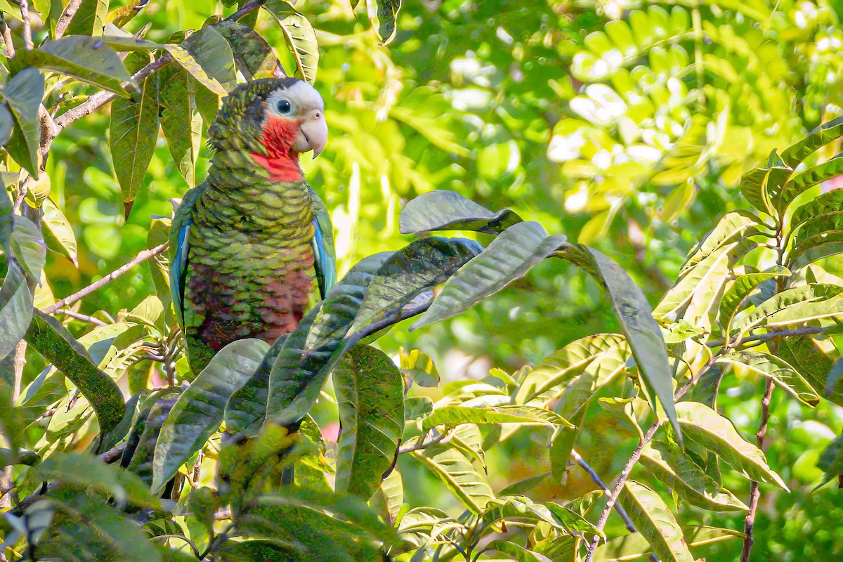 Cuban Parrot - ML556231411