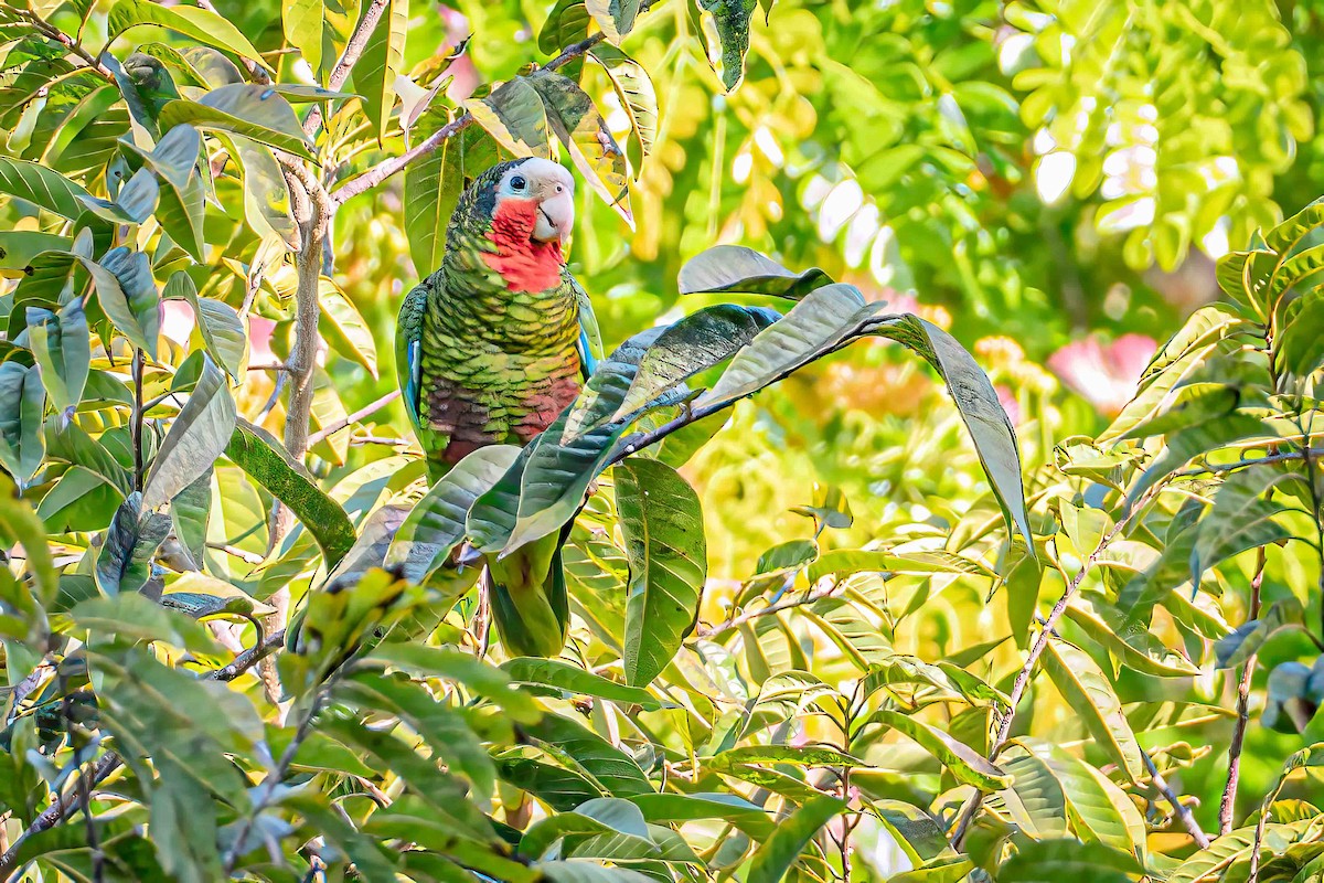 Cuban Parrot - ML556231431