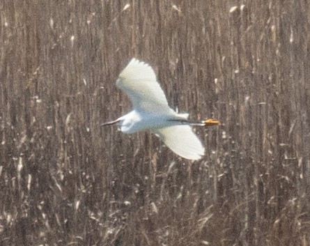 volavka bělostná - ML556232021