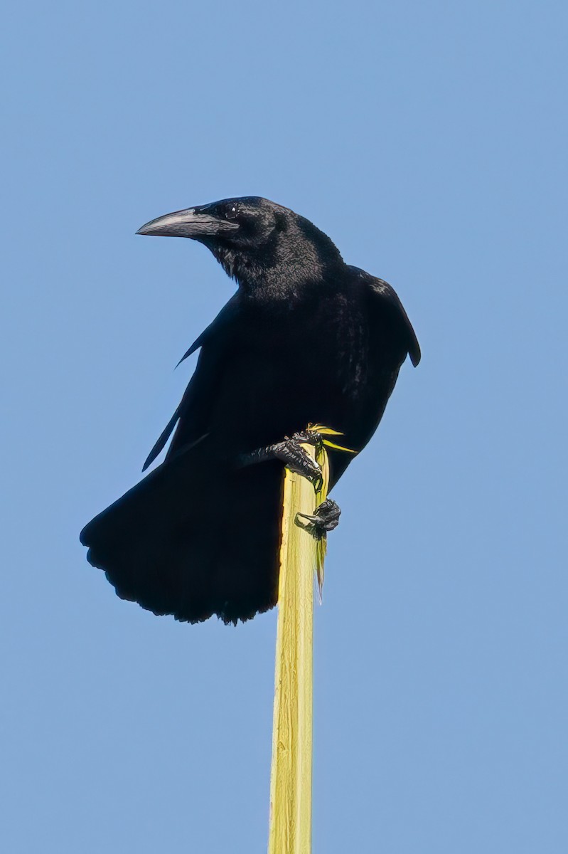 Cuban Crow - Steven Lasley