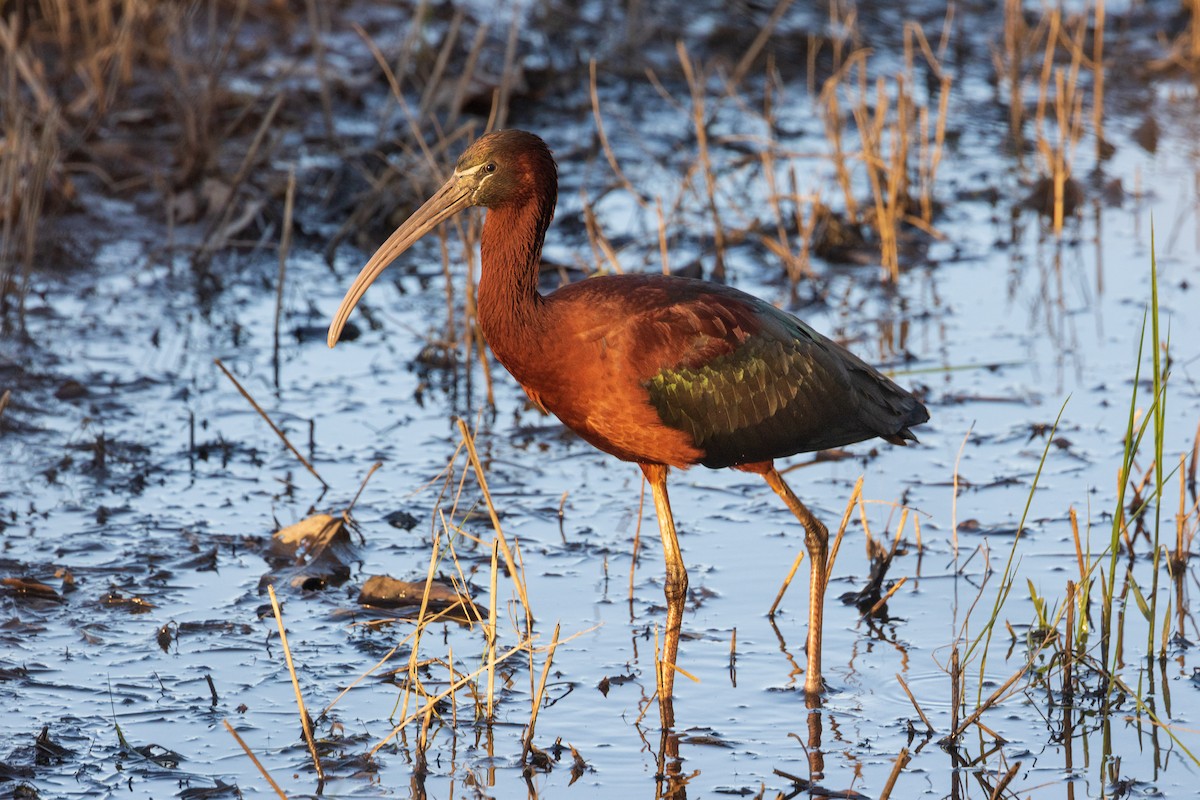 Glossy Ibis - Harris Stein