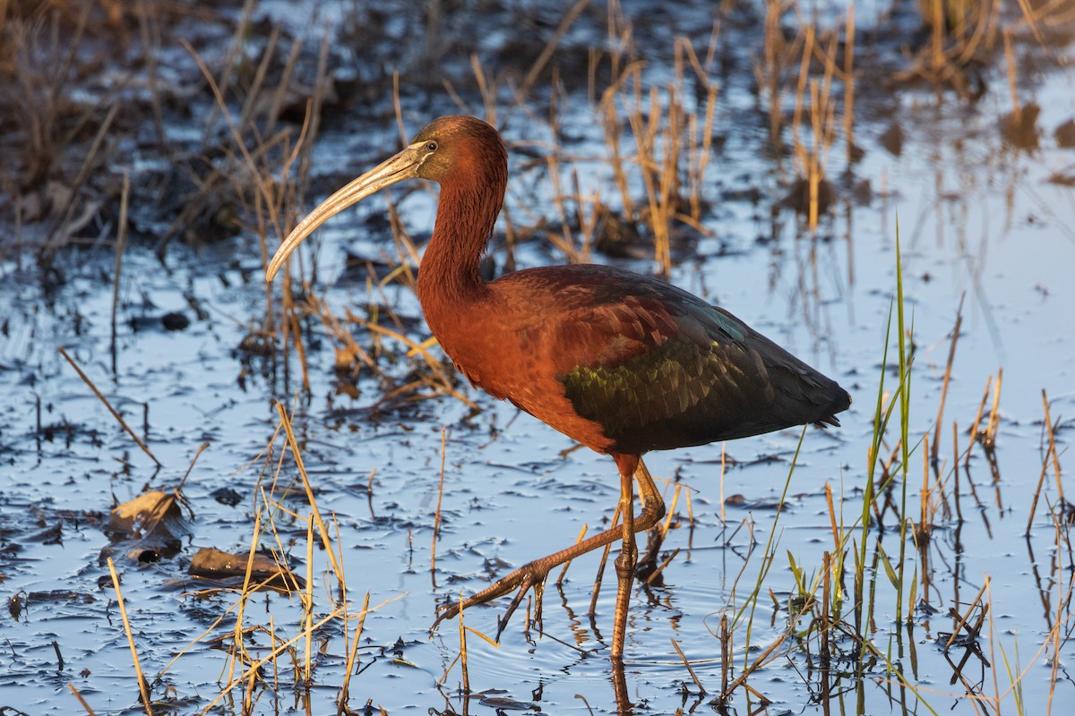 Glossy Ibis - Harris Stein