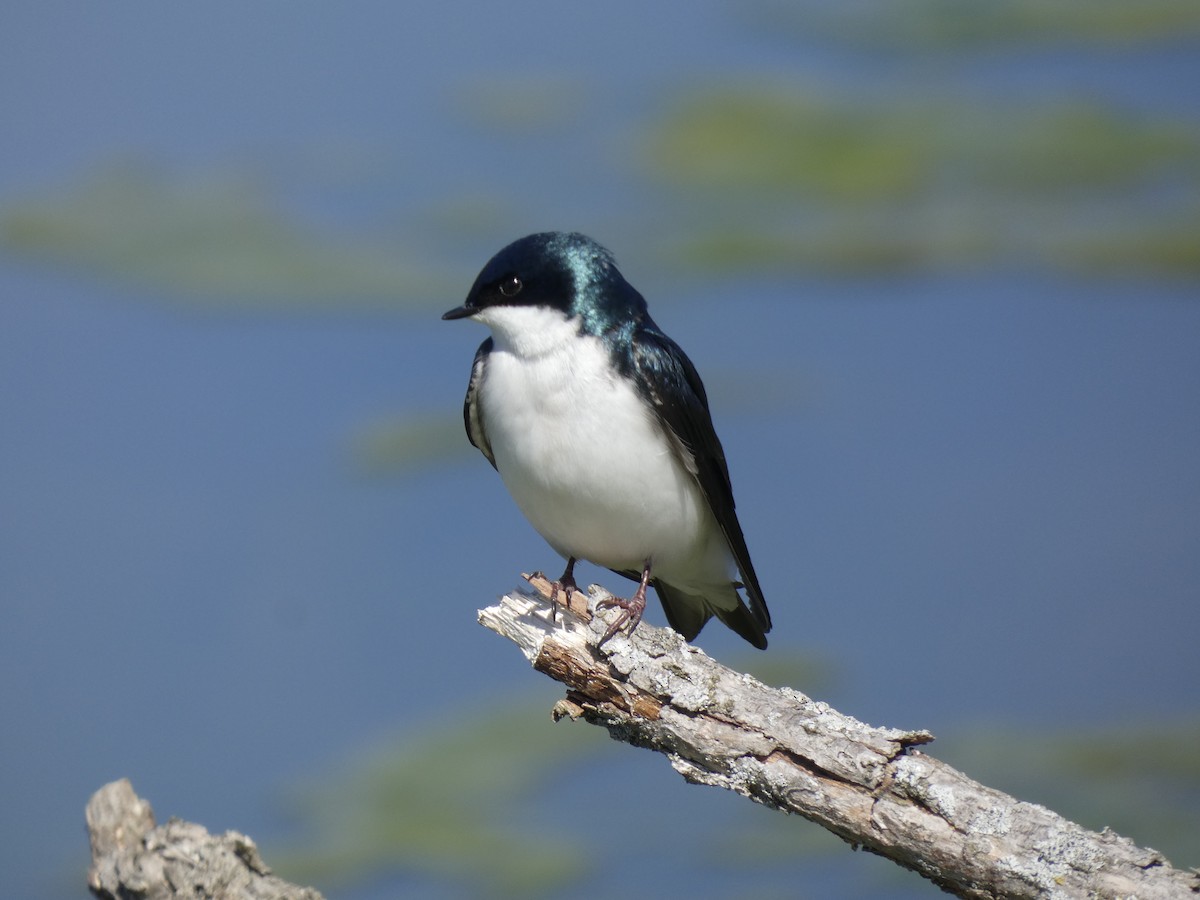 Tree Swallow - Darrell Hance