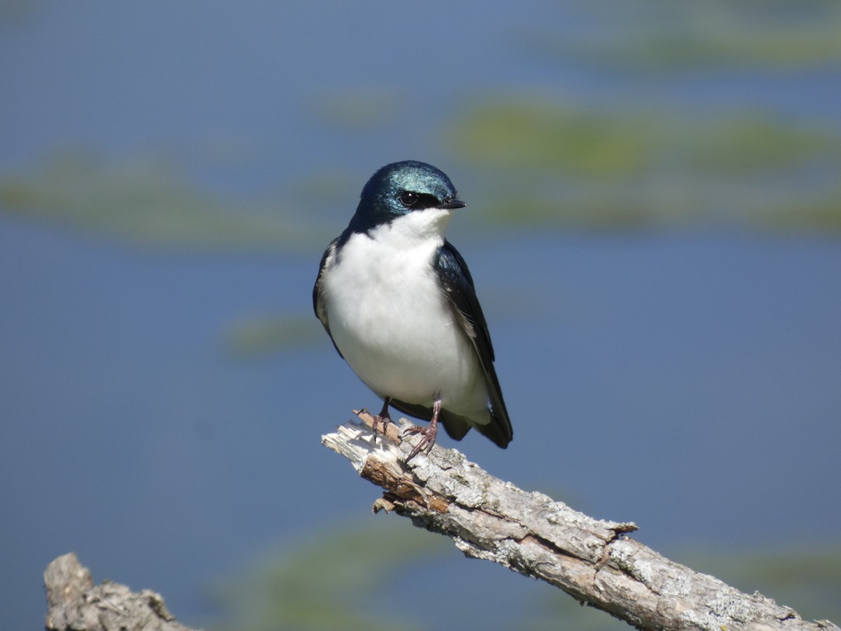 Golondrina Bicolor - ML556232791