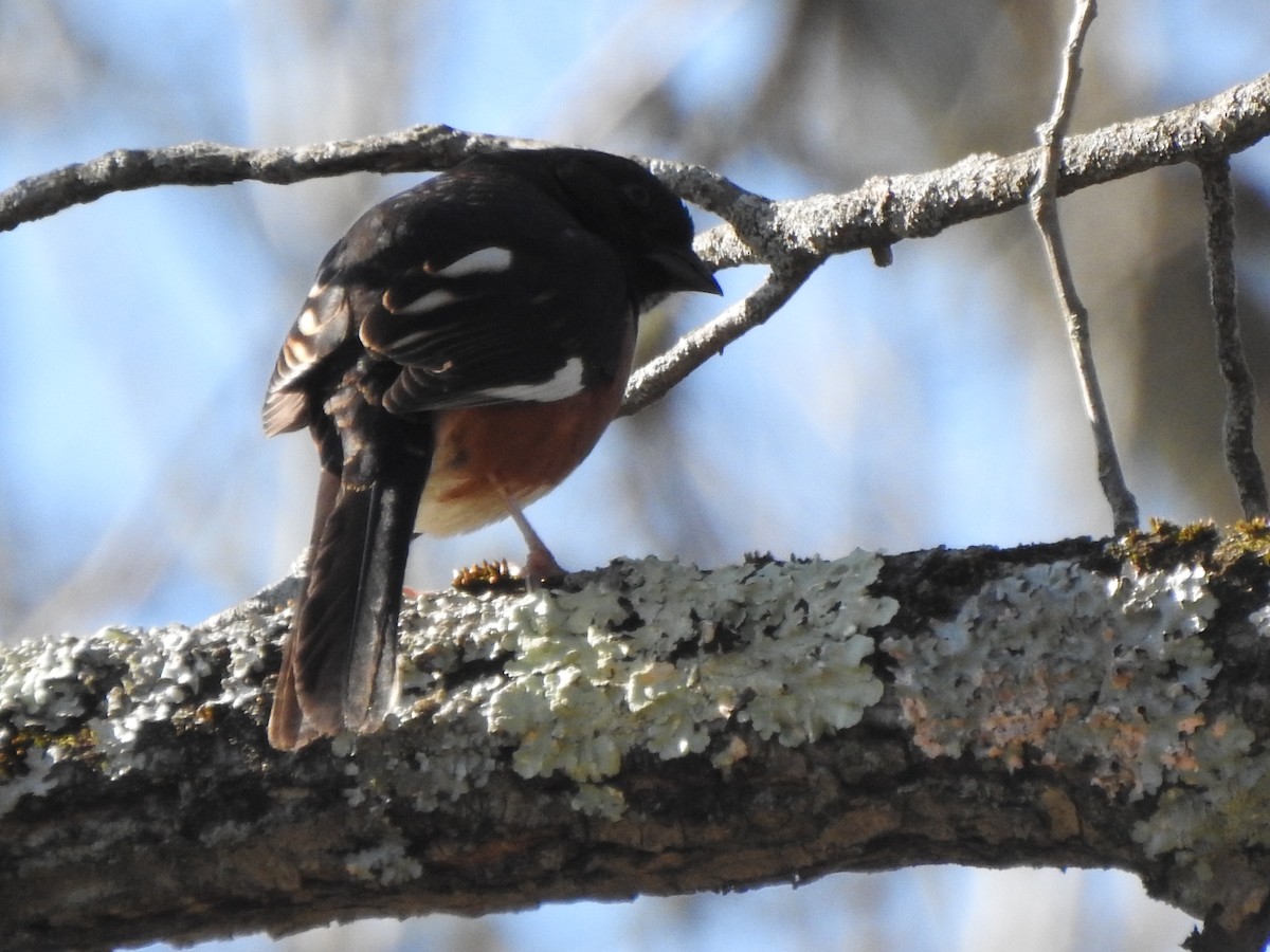 Eastern Towhee - ML556233041