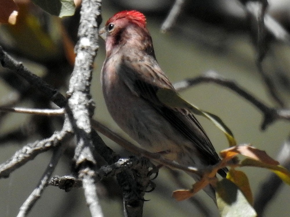 Cassin's Finch - David Bygott