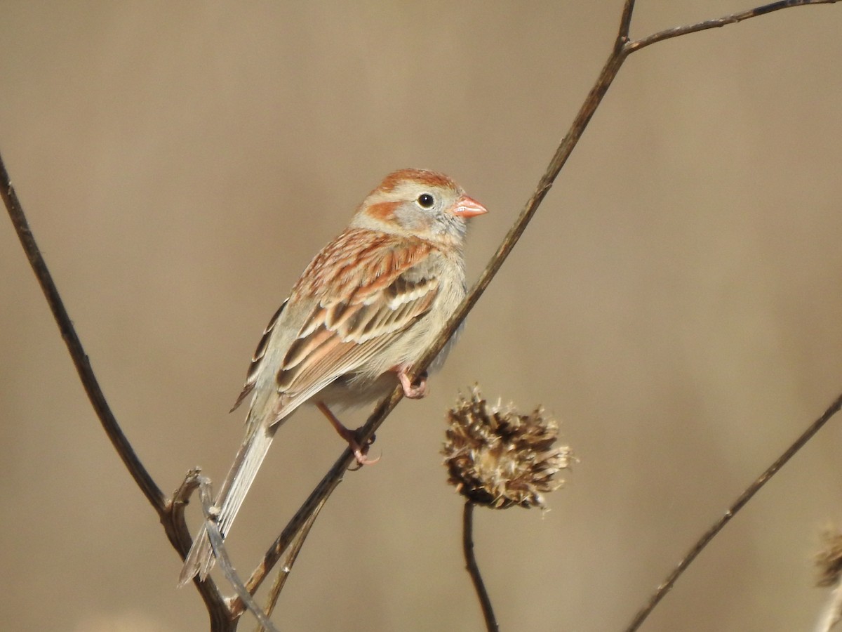 Field Sparrow - ML556233411