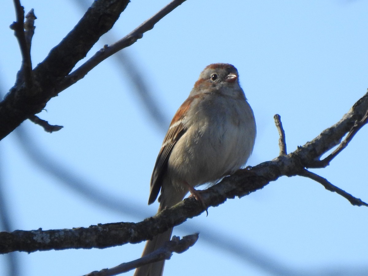 Field Sparrow - ML556233421