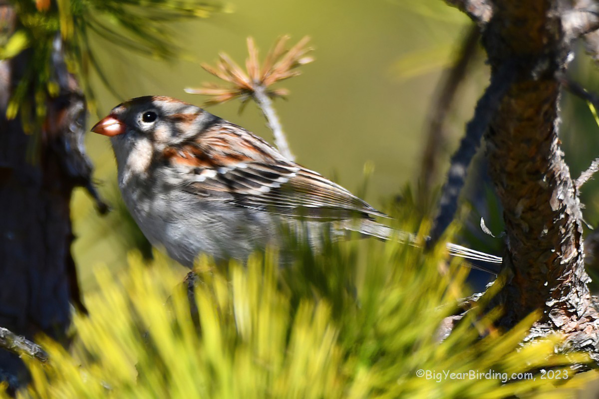 Field Sparrow - ML556234231