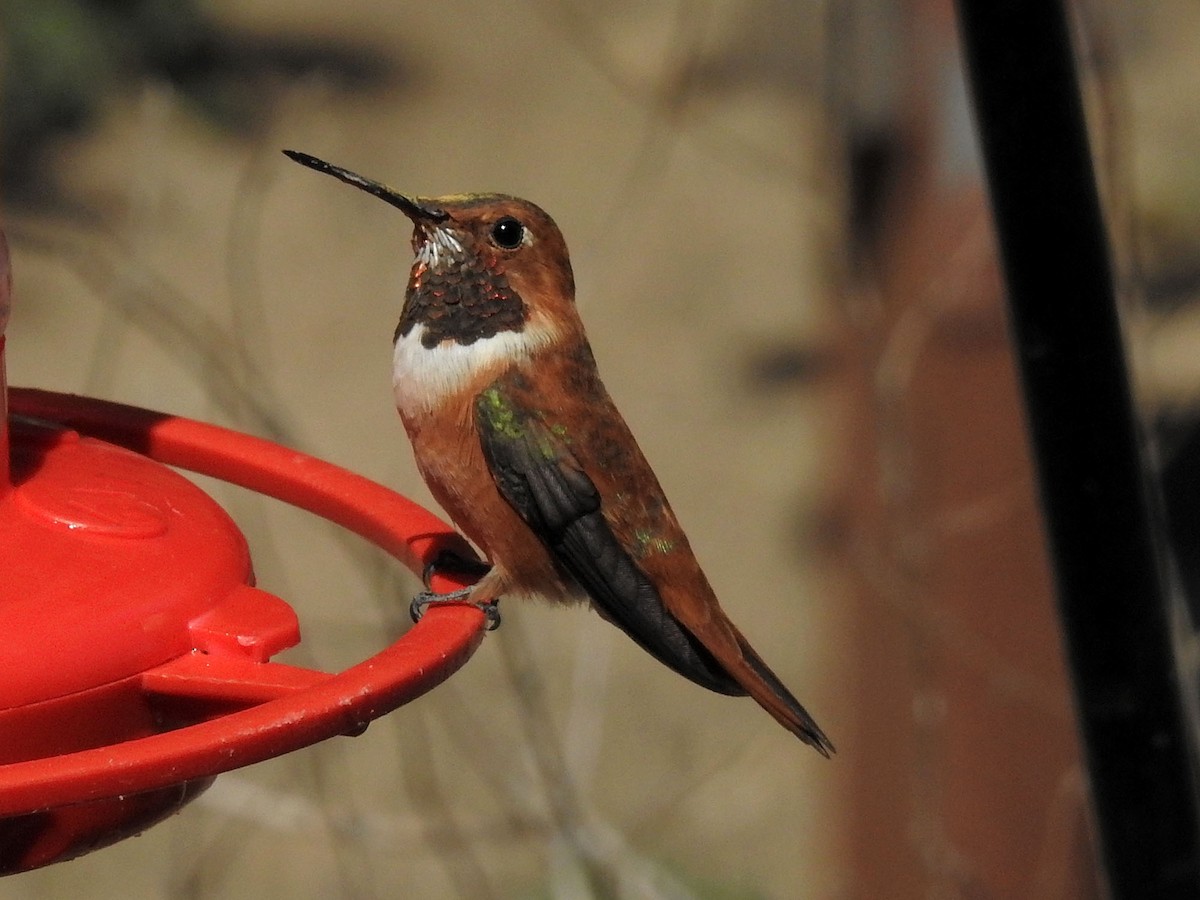Rufous Hummingbird - David Bygott