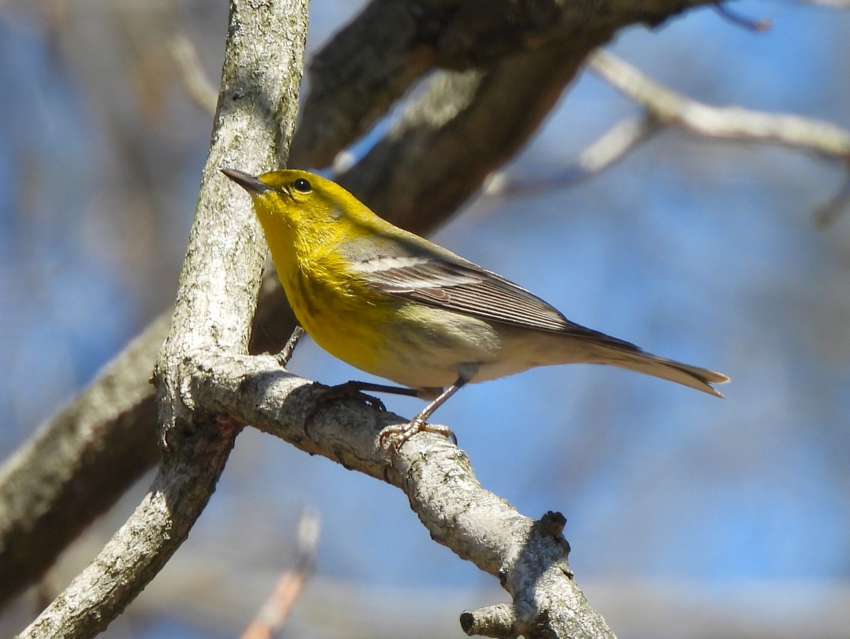 Pine Warbler - Jennifer Wilson-Pines