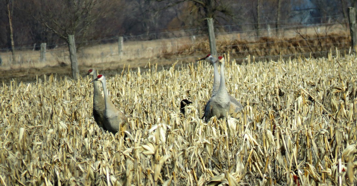 Sandhill Crane - ML556236891