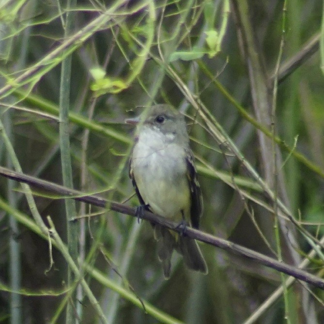 Mosquero sp. (Empidonax sp.) - ML556237461