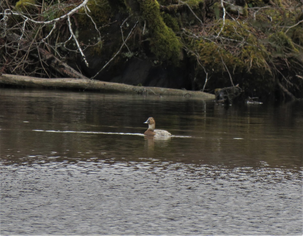 Canvasback - ML556239021