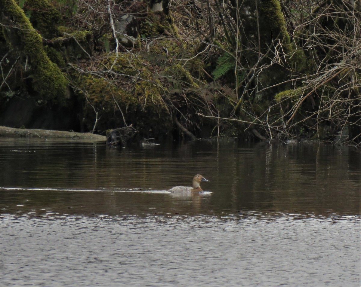 Canvasback - Teresa Weismiller