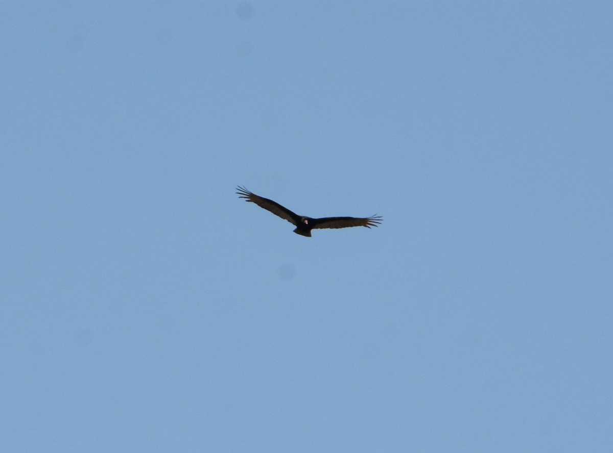 Turkey Vulture - ML556239321