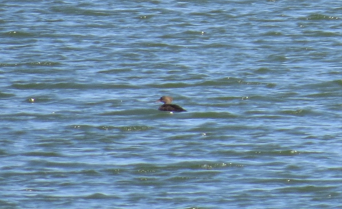 Hooded Merganser - ML556239491