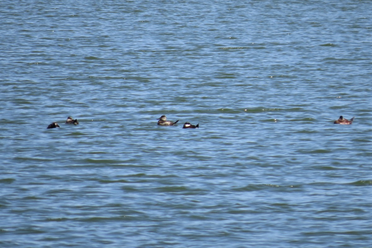 Ruddy Duck - ML556239511