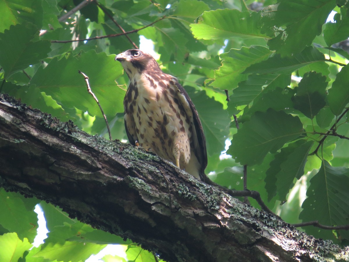 Broad-winged Hawk - Adrianna Nelson