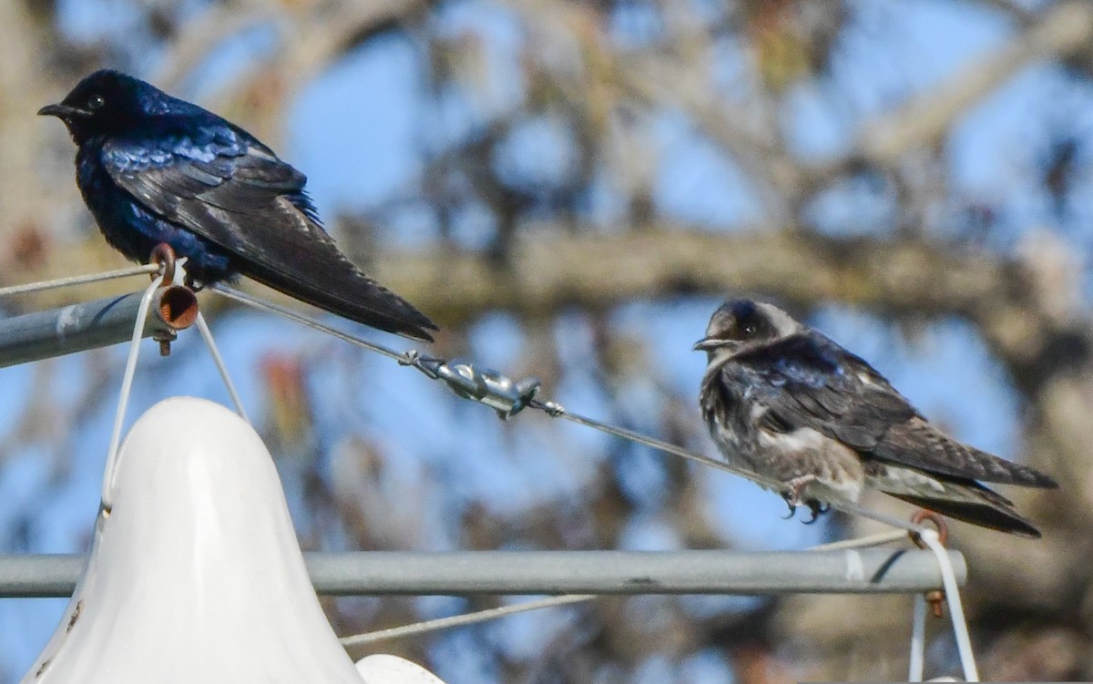 Purple Martin - Richard Leonard