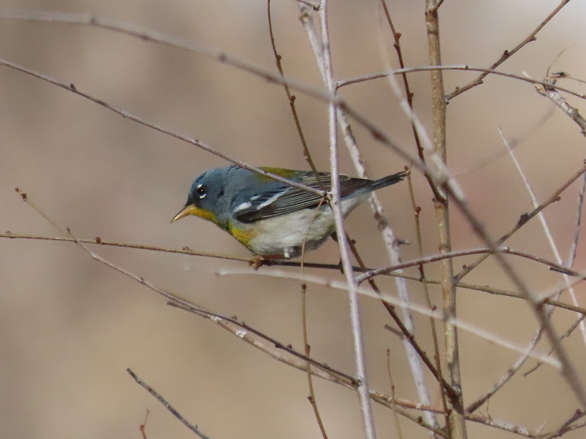 Northern Parula - Kara L