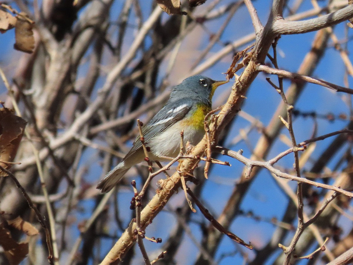 Northern Parula - ML556242741